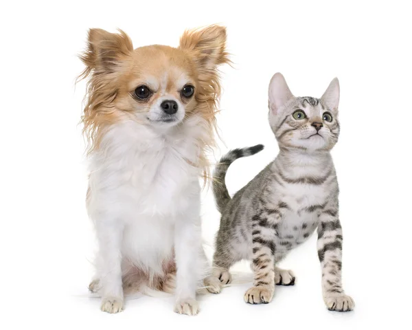 Zilver Bengalen kitten en chihuahua — Stockfoto