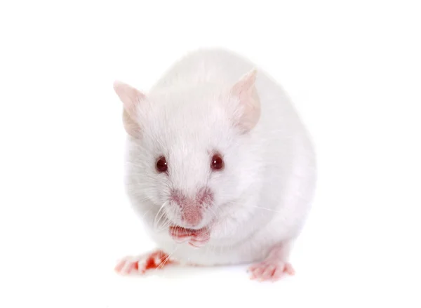 White mouse in studio — Stock Photo, Image