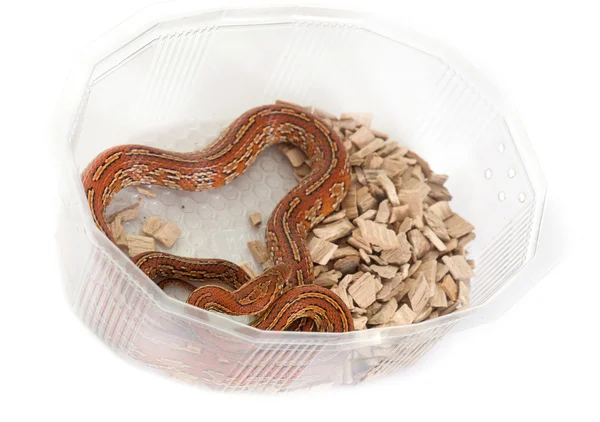 Кукурузная змея в коробке — стоковое фото