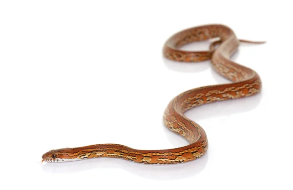 Corn snake in studio — Stock Photo, Image