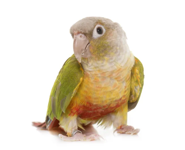 Conure en estudio — Foto de Stock