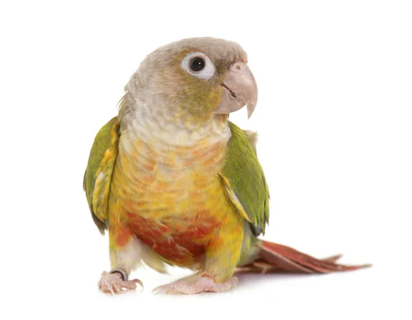 Conure in studio — Stock Photo, Image