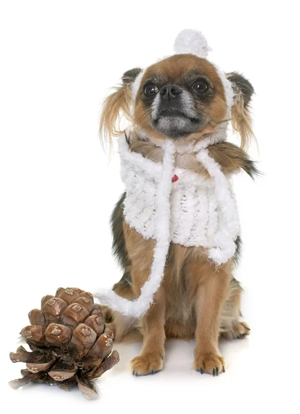 Chihuahua w zimie — Zdjęcie stockowe