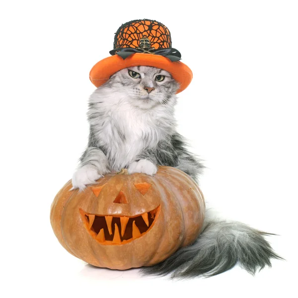 Calabaza y gato de Halloween — Foto de Stock