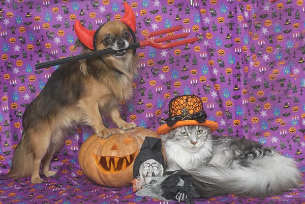 Halloween pumpkin, maine coon cat and chihuahua — Stock Photo, Image