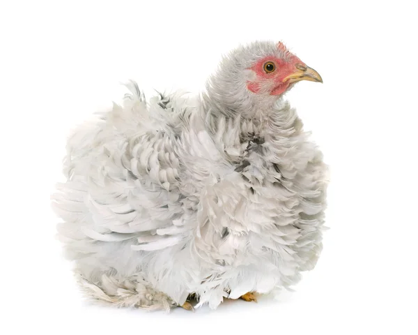 Curly pekin chicken — Stock Photo, Image