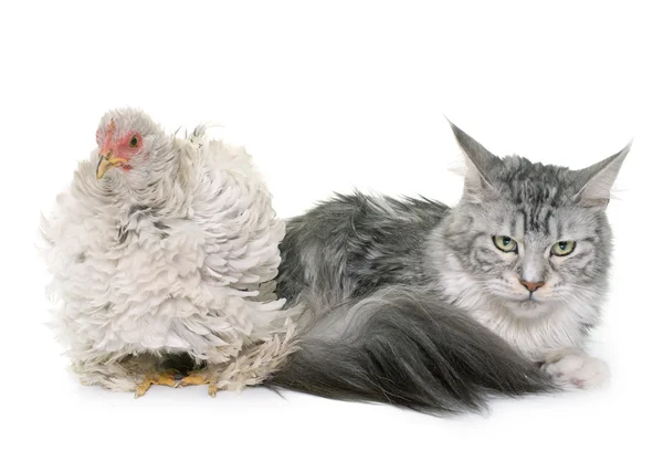 Кучеряве пекінське курча і кіт — стокове фото