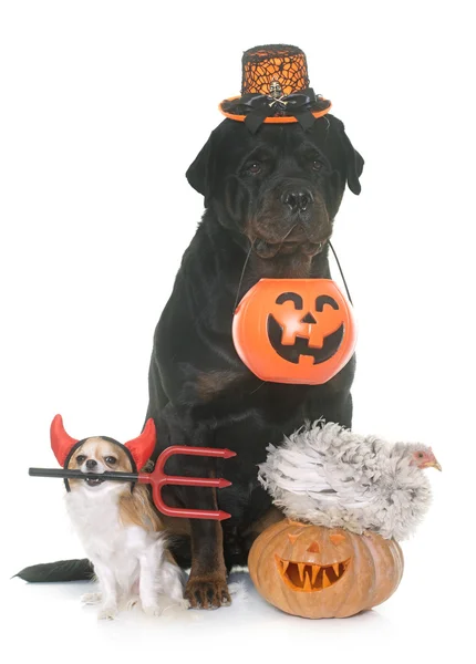 Mascotas y calabaza de halloween — Foto de Stock