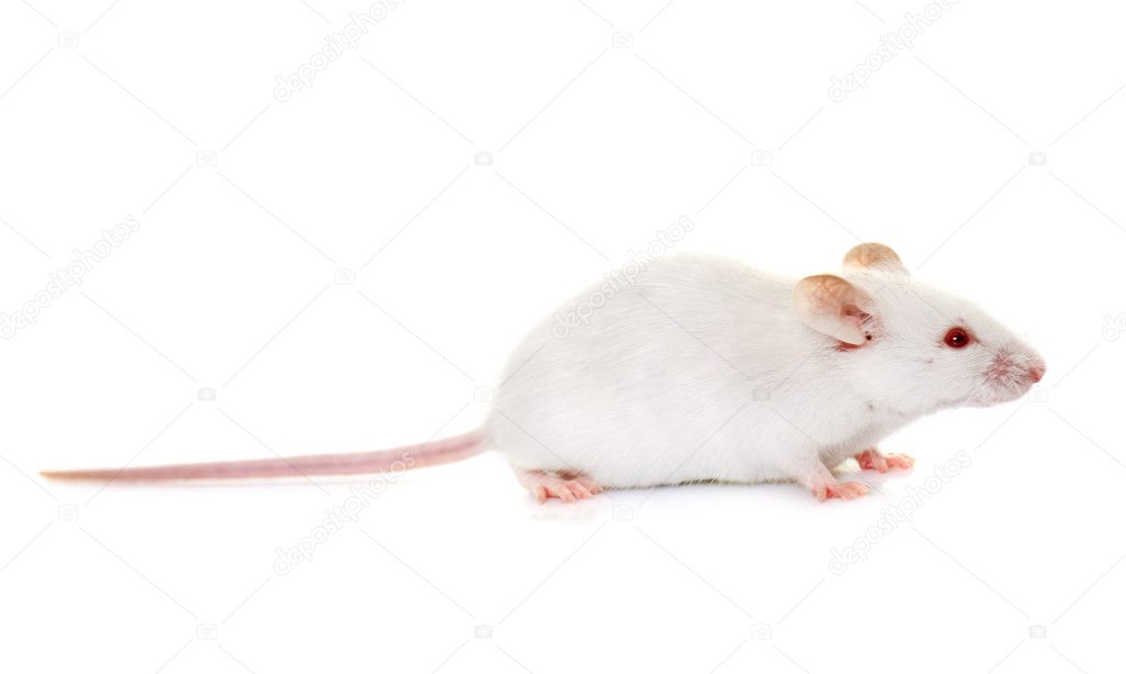 White mouse in studio Stock Photo by 128201710