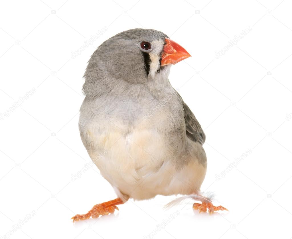 Zebra finch in studio