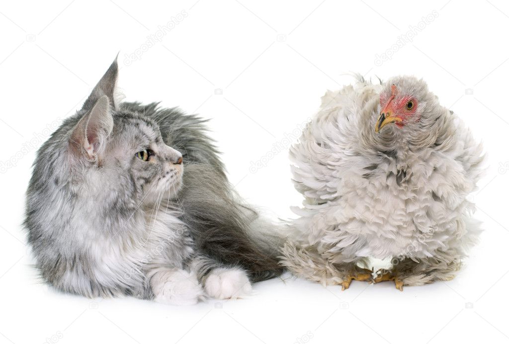 curly pekin chicken and cat