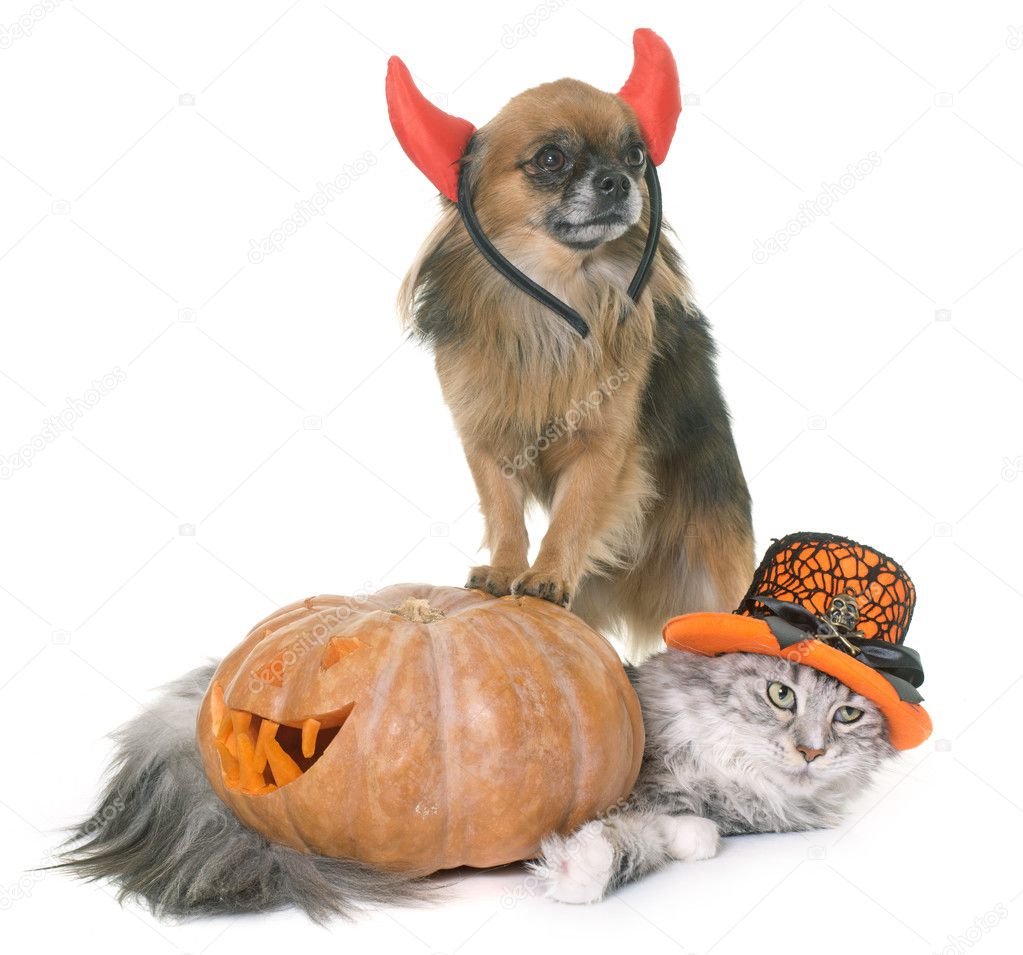 halloween pumpkin, maine coon cat and chihuahua 
