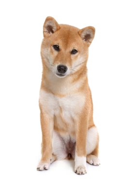 Genç shiba Inu