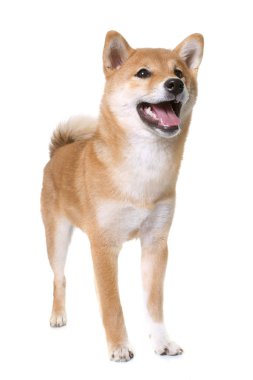 Genç shiba Inu