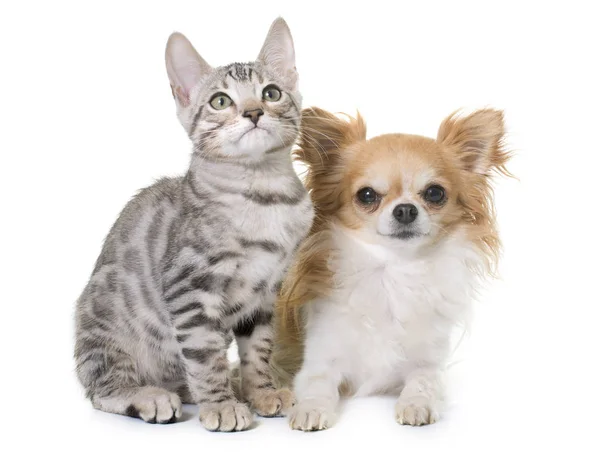 Plata bengala gatito y chihuahua — Foto de Stock