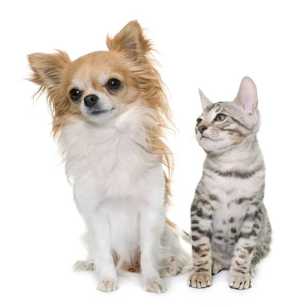 Plata bengala gatito y chihuahua — Foto de Stock