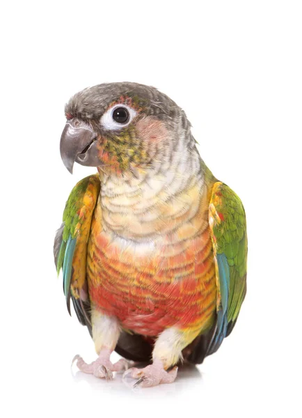 Conure w studio — Zdjęcie stockowe