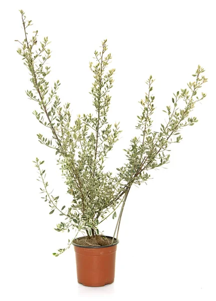 Rhamnus alaternus in studio — Foto Stock