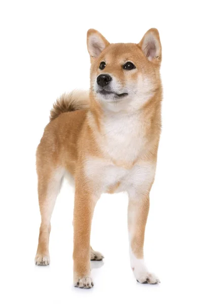 Jonge shiba inu — Stockfoto