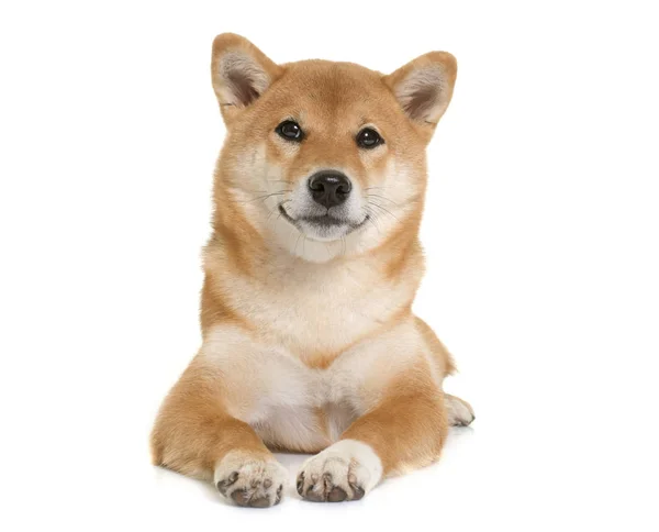 Unga shiba inu — Stockfoto