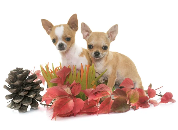 Cachorros chihuahua en otoño — Foto de Stock