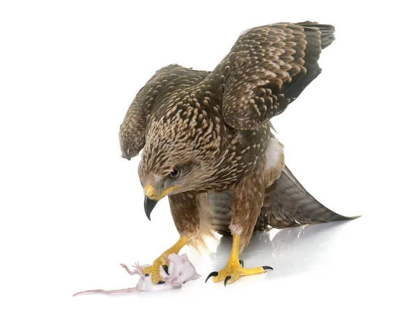 Common buzzard in studio — Stock Photo, Image