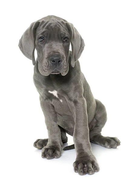 Chiot Dogue Allemand Images Libres De Droit Photos De Chiot Dogue Allemand Depositphotos