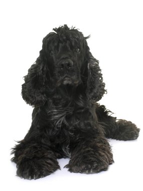 siyah Amerikan cocker