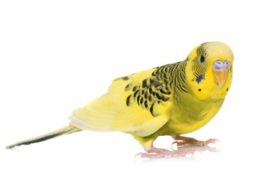 young colorful budgerigar clipart