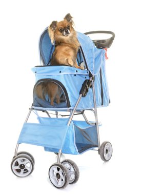 arabasını chihuahua için