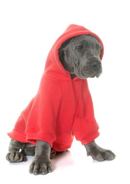 giyinmiş köpek yavrusu Danua