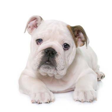 köpek yavrusu İngilizce bulldog ve chihuahua