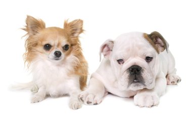 köpek yavrusu İngilizce bulldog ve chihuahua
