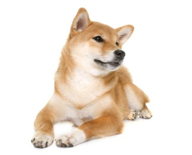 Genç shiba Inu