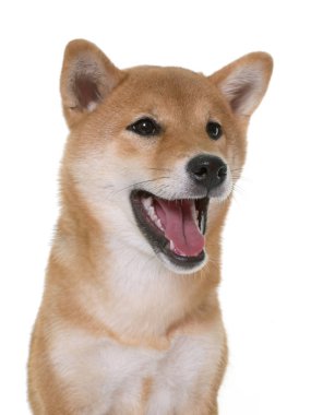 Genç shiba Inu