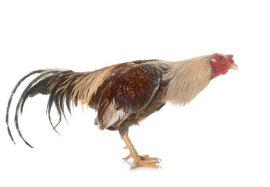 Dövüş horozu Studio