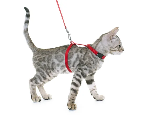 Silver bengal kitten and harness — Stock Photo, Image