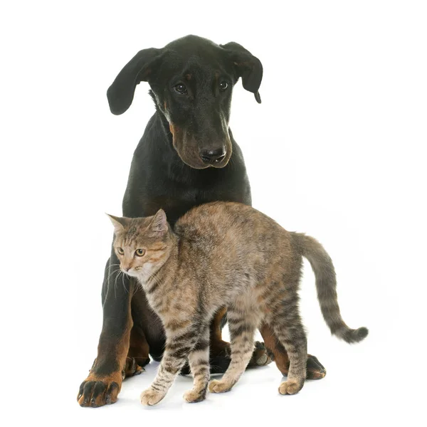 Beauceron młody pies i kot — Zdjęcie stockowe