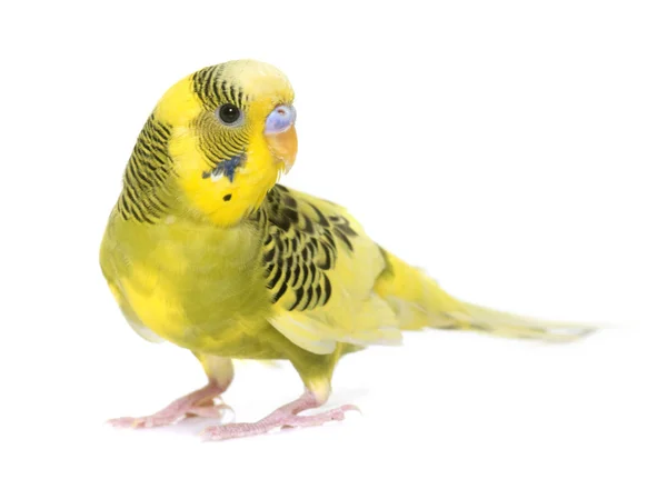 Young colorful budgerigar — Stock Photo, Image