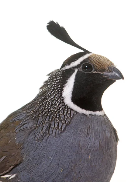 California quail in studio — Stock Photo, Image