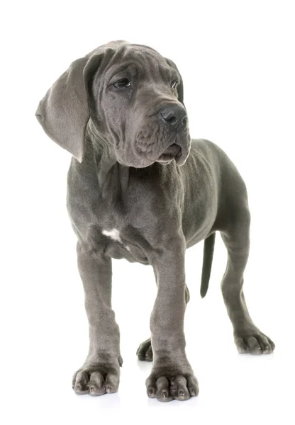 Puppy great dane — Stock Photo, Image