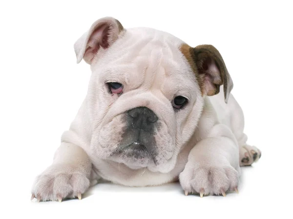 Catelus englez bulldog — Fotografie, imagine de stoc