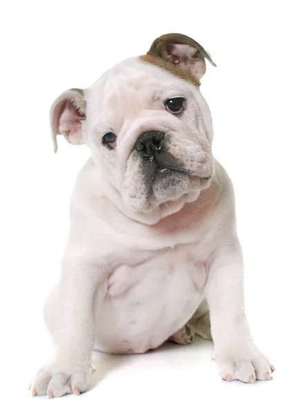 Cachorro inglês Bulldog — Fotografia de Stock