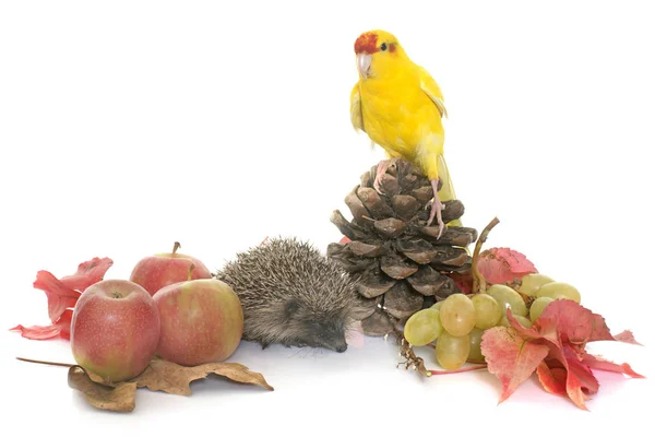 Hedgehog in autum — Stock Photo, Image