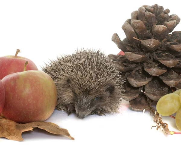 Hedgehog in autum — Stock Photo, Image