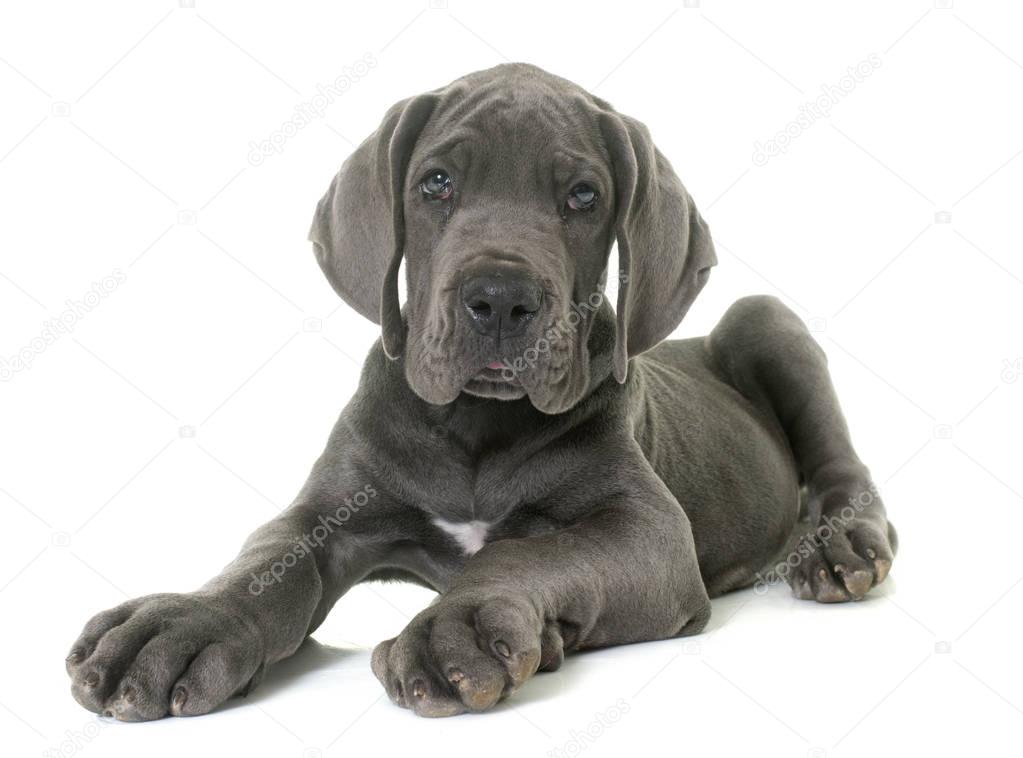 Puppy great dane — Stock Photo © 130443666