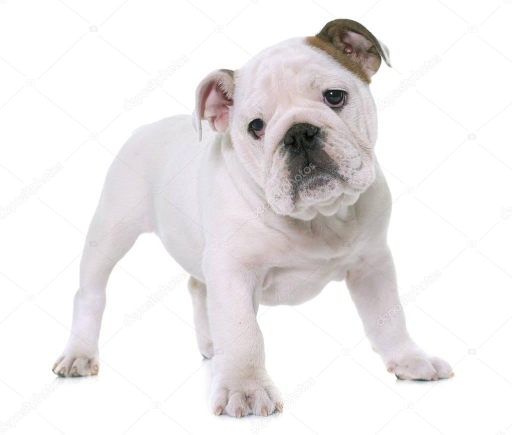 puppy english bulldog