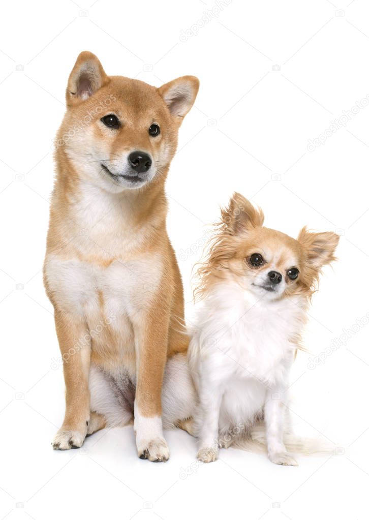 Young shiba inu and chihuahua Stock Photo by