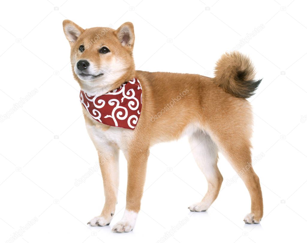 柴犬写真素材 ロイヤリティフリー柴犬画像 Depositphotos 柴犬写真素材 ロイヤリティフリー柴犬画像 Depositphotos