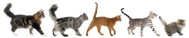 five walking cats clipart